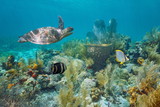 Fototapeta Do akwarium - Caribbean coral reef underwater with a green sea turtle and tropical fish, Martinique, Lesser Antilles