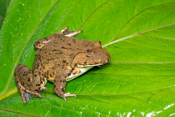 Image of Chinese edible frog, East Asian bullfrog, Taiwanese frog (Hoplobatrachus rugulosus) on the green leaves. Amphibian. Animal.