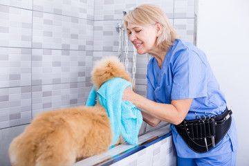 mature woman hairdresser wipes puppy of Afghan hound in hairdresser for dogs