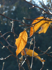 Wall Mural - autumn leaves on tree