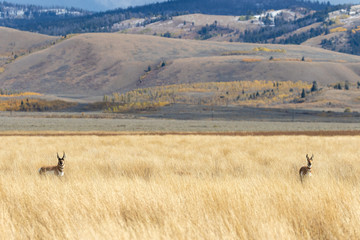 Poster - Pronghorn Antelope in Wyoming in Autumn