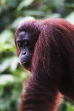 Closeup Of An Adult Red Orangutan In A Jungle