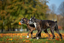 Two Boxer Dogs Playing With A Ball Together