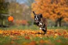 Young Boxer Dog Running In The Park