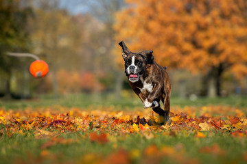 young boxer dog running in the park