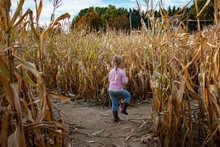 Little Girl Exploring A Corn Maze In Autumn. Fun Seasonal Family Activity
