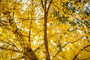 Wall Mural - Close up yellow Ginkgo Biloba branch on green forest background, Ginkgo tree change leave color to yellow in autumn (Gingko tree, maidenhair tree) in Korea.