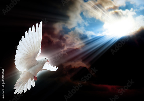 Fotografía Dove in the air with wings wide open