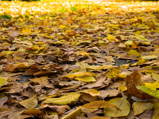 Wall Mural - Autumn colors. Leaves in the park