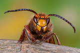 Männliche Hornisse, Drohnenportrait, Portrait einer männlichen Hornissen Drohne mit langen Fühlern, Hornissenmännchen, männliche vespa crabro, geschützte Insekten, geschütztes Insekt, größte Wespenart