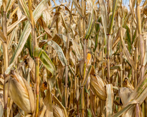 Wall Mural - Mature ear of corn drying on cornstalk. Husk open exposing golden yellow kernels on cob. Sunny fall day during harvest season in the Midwest