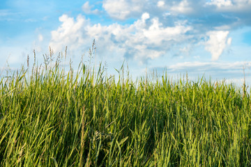 Natural wild green grass and blue sky with clouds