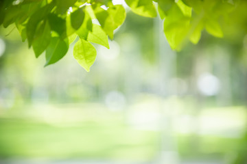 Close up of nature view young green leaf on blurred greenery background under sunlight with bokeh and copy space using as background natural plants landscape, ecology wallpaper concept.