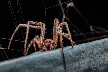 Wall Mural - spider on a web