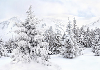 Wall Mural - winter landscape of mountains with of fir forest in snow. carpathian mountains. ukraine
