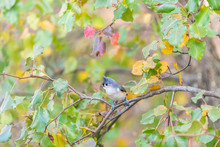 One Tufted Titmice Titmouse Tit Bird Perched On Cherry Tree Branch In Sunny Colorful Spring Summer Or Autumn In Virginia With Bokeh Of Foliage