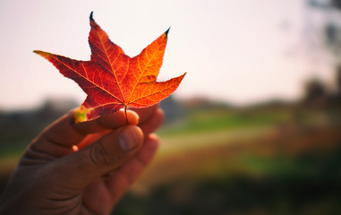 hand holding a fallen leaf. autumn season concept