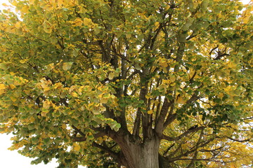 tree in autumn