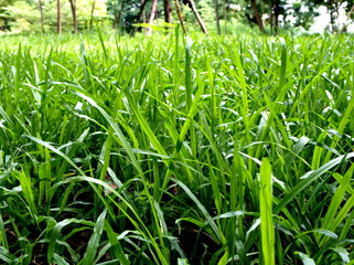 Grass in the garden