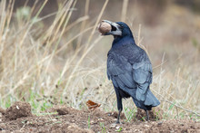 The Rook, Corvus Frugilegus, Stands With A Nut In Its Beak