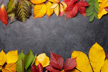 Autumn Background With Colorful Leaves