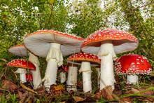 Red Toadstools In The Woods Amanita Muscaria Fly Agaric