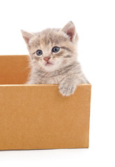 Poster - Kitten in a box.