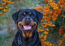 Beautiful Rottweiler Dog Head Outdoor Portrait On Green Bushes With Orange Berries Natural Background.