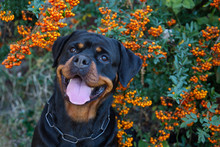 Beautiful Rottweiler Dog Head Outdoor Portrait On Green Bushes With Orange Berries Natural Background.