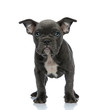 adorable american bully standing on white background