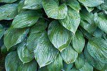 Green Leaves Of Hosta In The Rain