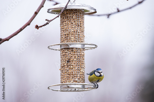Cuadros en Lienzo blaumeise an einer futtersäule mit körner für wintervögel an einem baum im kalte