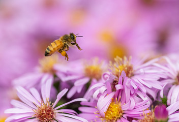 Wall Mural - Honey Bee hovering over pink asters (Apis mellifera)