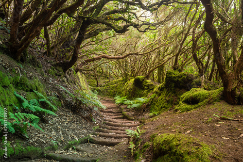 Fotografía The path of the enchanted forest Park of Anaga, tenerife island