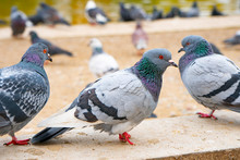 Gray Pigeons Sit On The Concrete Path