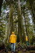 © Fokke Baarssen - Cathedral Grove park Vancouver Island Canada with huge douglas trees and people in yellow rain jacket