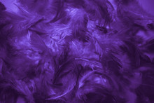 Beautiful Abstract Pink And Purple Feathers On Black Background And Colorful Soft White Blue Feather Texture Pattern