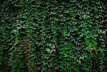 Large Archival Old Wall Covered With Lush Green Ivy Plants (high Details).
