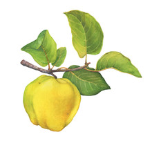 A Branch Of Ripe Yellow Quince (cytonia) Fruit With Green Leaves. Hand Drawn Watercolor Painting Illustration Isolated On White Background.