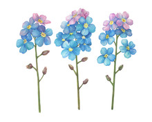 Set With Branch Of Myosotis Sylvatica Flower, Little Blue And Pink Forget-me-nots. Hand Drawn Watercolor Painting Illustration Isolated On White Background.