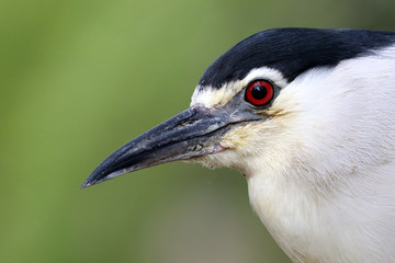 Black-crowned night heron on tree branch