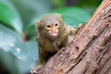 Portrait Of A Pygmy Marmoset In Natural Habitat