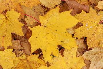 Autumn leave. Orange and yellow leaves on the ground. Autumn foliage.