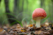 Amanita Muscaria, A Poisonous Mushroom In A Forest