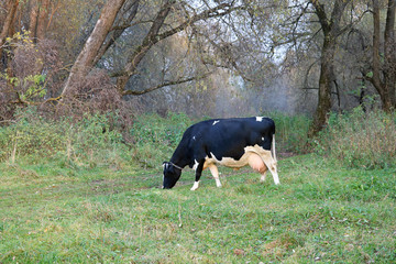 Wall Mural - cow