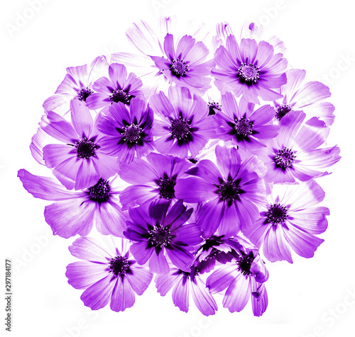 a beautiful floral background from flower petals