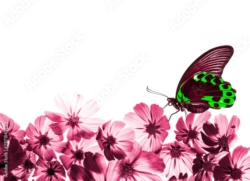 a beautiful floral background with a tropical butterfly