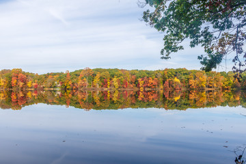 reflection of fall foliage framed by a tree