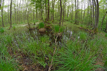 Canvas Print - Sumpf im Nationalpark Biebrza - Marsh in Biebrza National Park