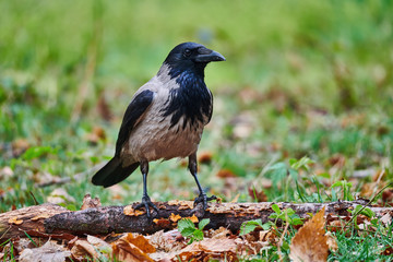 Sticker - Hooded crow (Corvus cornix)